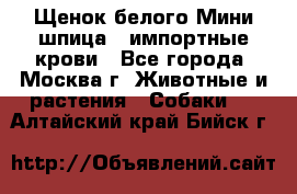 Щенок белого Мини шпица , импортные крови - Все города, Москва г. Животные и растения » Собаки   . Алтайский край,Бийск г.